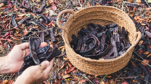 Loulé recebe sessão sobre sistemas de qualidade com enfoque na alfarroba