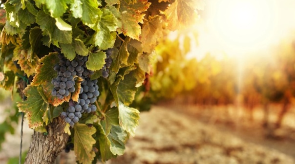 Vinho algarvio ultrapassou estigma de má qualidade mas exportação exige escala