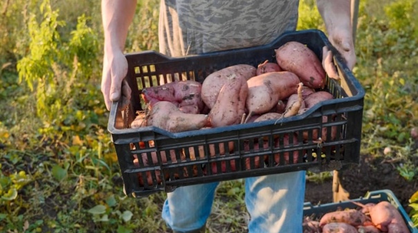 Festival da Batata-doce de Aljezur prev&ecirc; vender 12 toneladas e atrair 15 mil pessoas