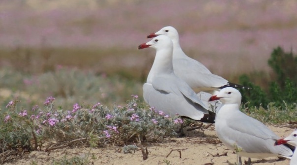 Projeto LIFE Ilhas Barreira recupera habitats e populações de aves na Ria Formosa