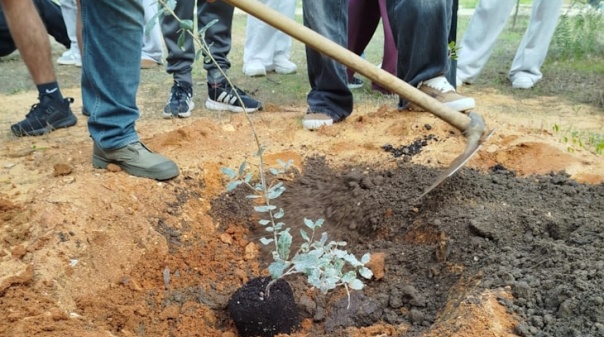 Alunos de Faro plantaram árvores para celebrar Dia da Floresta Autóctone 
