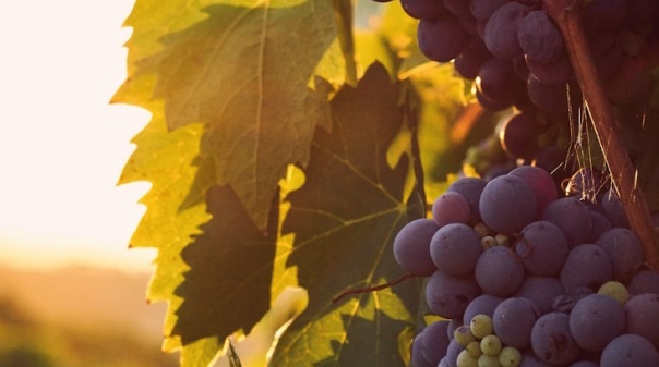 Prova de vinhos e viagem pela cultura no próximo sábado, em Loulé