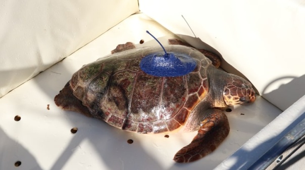 Tartaruga devolvida ao mar pelo Zoomarine percorreu 9.203 km e já é caso de estudo internacional