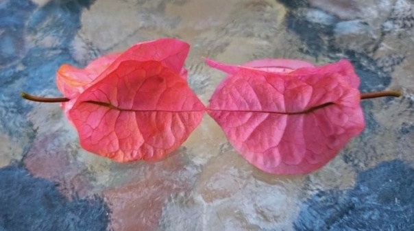 Biblioteca de Portim&atilde;o apresenta obra liter&aacute;ria de Filomena Sequeira