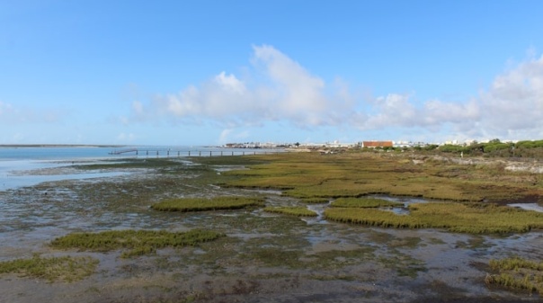 Governo aprova programa de prote&ccedil;&atilde;o das pradarias marinhas com destaque para a Ria Formosa