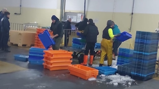 600 quilos de pescado apreendidos em embarca&ccedil;&atilde;o no porto de pesca do rio Arade
