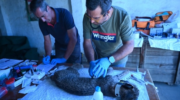 Monitoriza&ccedil;&atilde;o do Lince-Ib&eacute;rico alcan&ccedil;a resultados hist&oacute;ricos no Sul de Portugal