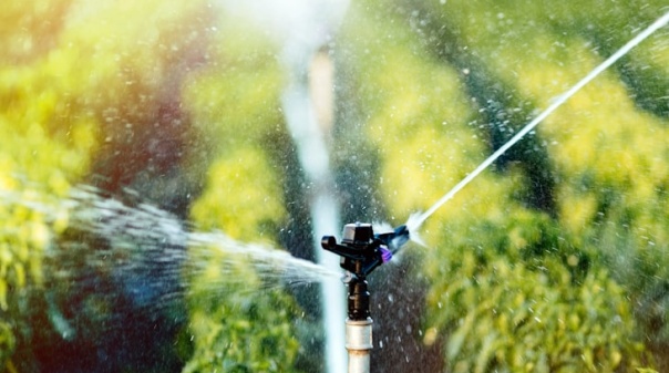 Associa&ccedil;&atilde;o Empresarial da Regi&atilde;o do Algarve incentiva inova&ccedil;&atilde;o no setor agr&iacute;cola