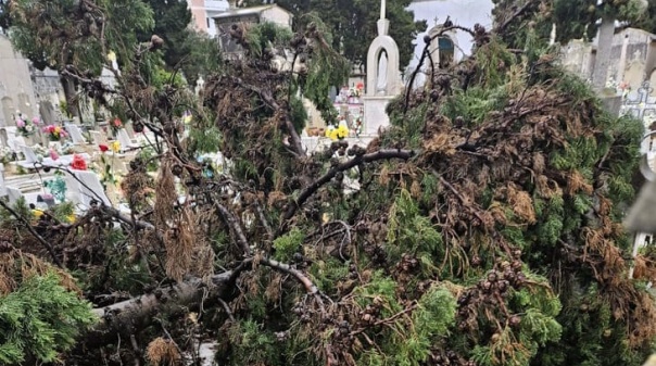 Autarquia de Faro aposta num novo modelo de gest&atilde;o do arvoredo urbano