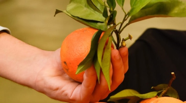 Mercado Municipal de Portim&atilde;o dedica v&aacute;rios dias &agrave; laranja com showcookings e anima&ccedil;&atilde;o  