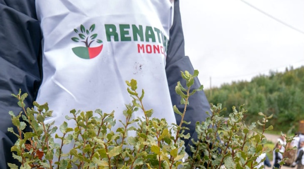 Ryanair volta a financiar refloresta&ccedil;&atilde;o da serra de Monchique 