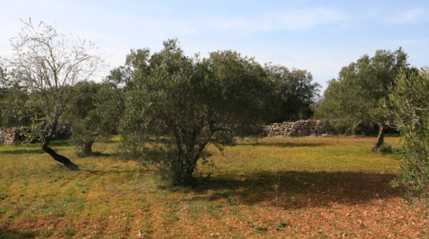 S&atilde;o Br&aacute;s de Alportel investe na valoriza&ccedil;&atilde;o do pomar tradicional de sequeiro