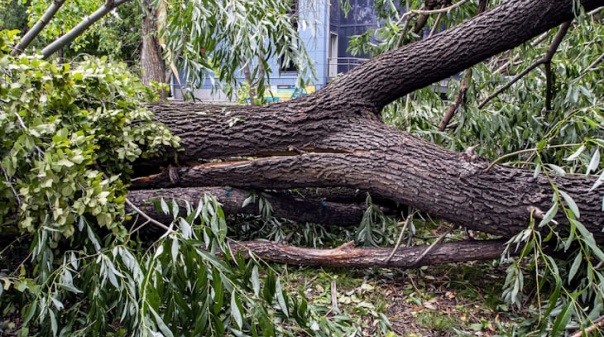 Rajadas de vento no Algarve ultrapassaram os 100 quil&oacute;metros por hora em alguns locais 