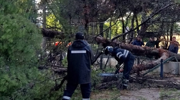 Vento forte no Algarve causou sobretudo quedas de &aacute;rvores