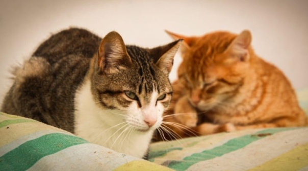 Munic&iacute;pios de VRSA e de Castro Marim partilham gest&atilde;o do Centro de Recolha Oficial de Animais Intermunicipal 