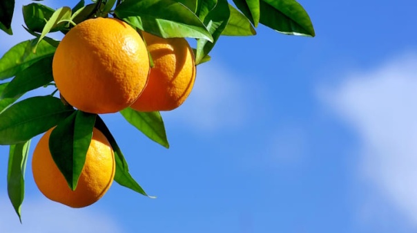 10&ordf; confer&ecirc;ncia XXI em Silves re&uacute;ne especialistas dos recursos h&iacute;dricos, ambiente e citricultura