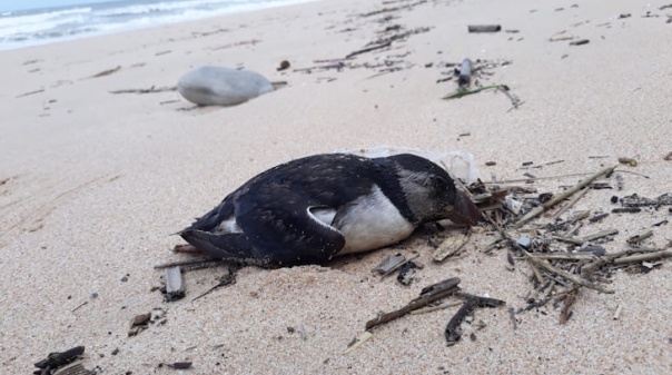 Onda de papagaios-do-mar nas praias portuguesas. SPEA pede registo de ocorr&ecirc;ncias