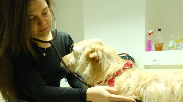 Gabinete Veterin&aacute;rio Municipal de S&atilde;o Br&aacute;s de Alportel assegura m&eacute;dica veterin&aacute;ria residente