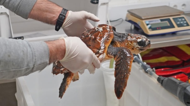 Grupo de surfistas salvou tartaruga na Praia da Mareta