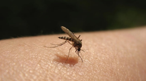 Portugal na &aacute;rea de maior risco na Europa de transmiss&atilde;o do v&iacute;rus Chikungunya