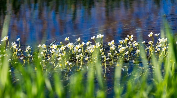 Alagoas Brancas v&atilde;o ser discutidas na Assembleia da Rep&uacute;blica