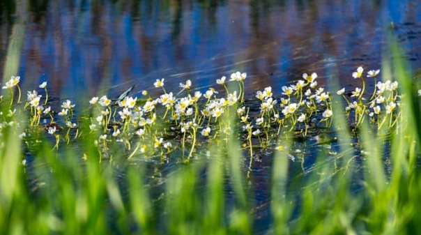 PS critica PSD por "quebrar a unanimidade" na defesa da Reserva Natural das Alagoas Brancas  