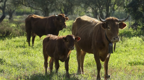 Produtores recuperam ra&ccedil;a bovina algarvia dada como extinta e querem comercializ&aacute;-la