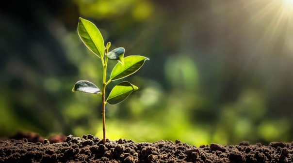 Durante uma semana, escolas e comunidade de Lagos v&atilde;o estar mais pr&oacute;ximas da natureza