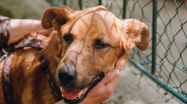 Munic&iacute;pio de S&atilde;o Br&aacute;s de Alportel aprova continua&ccedil;&atilde;o de incentivo &agrave; ado&ccedil;&atilde;o de animais abandonados