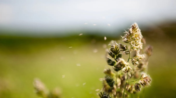 Concentra&ccedil;&atilde;o de p&oacute;len elevada nas regi&otilde;es centro e sul a partir de 6.&ordf; feira