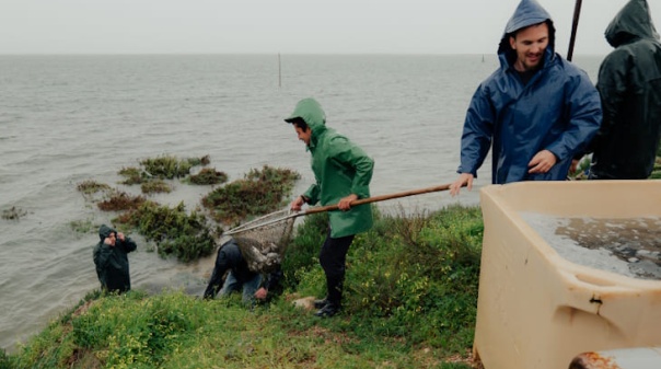 Esta&ccedil;&atilde;o Piloto de Piscicultura de Olh&atilde;o libertou centenas de corvinas na Ria Formosa