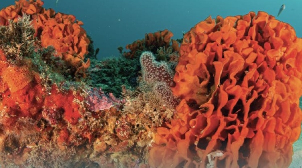 Exposi&ccedil;&atilde;o sobre "Pedra do Valado" patente na Biblioteca de Silves 