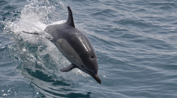 Parte significativa dos arrojamentos de cet&aacute;ceos no Algarve tem liga&ccedil;&atilde;o &agrave; pesca