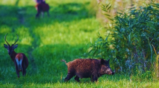 Sess&atilde;o em Salir esclarece ca&ccedil;adores sobre manipula&ccedil;&atilde;o e venda de carne de ca&ccedil;a