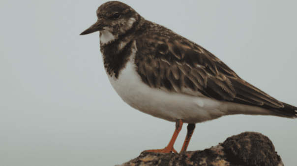 Munic&iacute;pio de Lagoa organiza forma&ccedil;&atilde;o ligada &agrave;s migra&ccedil;&otilde;es das aves