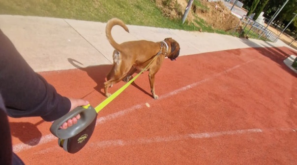 Iron Dog Algarve realiza c&atilde;ominhada em Loul&eacute; 