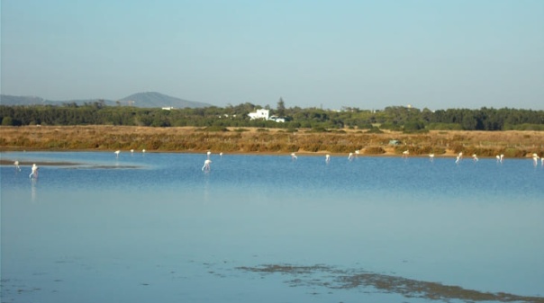 Semana da Ria Formosa promove atividades educativas de 17 a 24 de abril