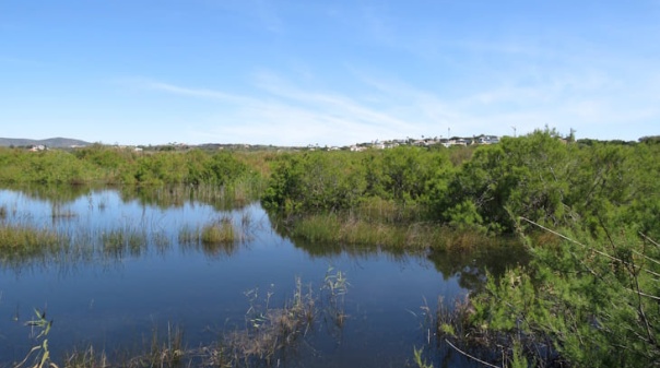 C&acirc;mara de Loul&eacute; apresenta queixa &laquo;contra prevaricadores&raquo; em crime ambiental