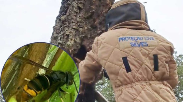 Autarquia de Silves toma medidas para monitorizar presen&ccedil;a da vespa asi&aacute;tica no concelho