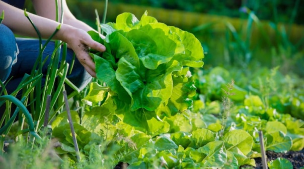 Banco Alimentar do Algarve pretende expandir projeto Horta Solid&aacute;ria a v&aacute;rios concelhos da regi&atilde;o