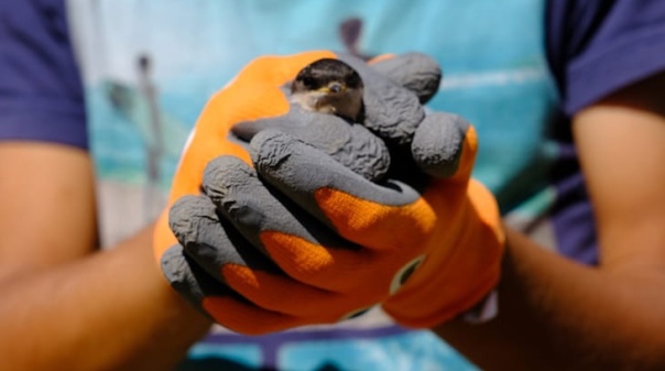 S&atilde;o Br&aacute;s de Alportel d&aacute; continuidade ao projeto de alojamento local para aves