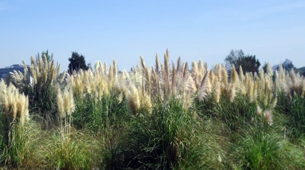 Munic&iacute;pios algarvios querem combater planta invasora erva-das-pampas