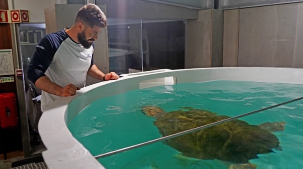 Novo Porto d'Abrigo do Zoomarine recebeu tartaruga de 120 kg 