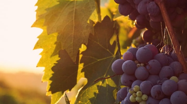 Museu de Loul&eacute; proporciona &ldquo;viagem hist&oacute;rica&rdquo; com prova de vinhos