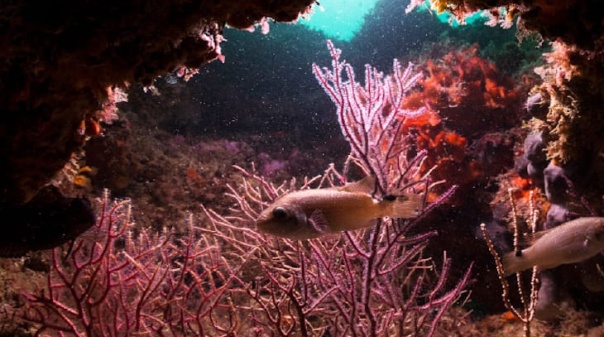 Arma&ccedil;&atilde;o de P&ecirc;ra recebe 3.&ordf; Confer&ecirc;ncia do Mar