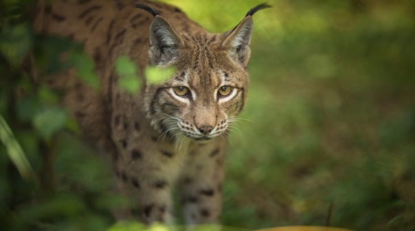 PS quer garantias para a estabilidade do Centro Nacional de Reprodu&ccedil;&atilde;o do Lince-Ib&eacute;rico