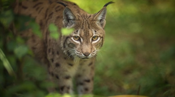 Reconduzida equipa que gere centro de Lince-Ib&eacute;rico, em Silves