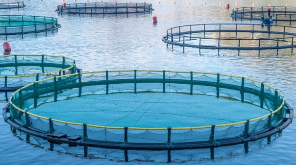 CCMAR apresenta plataforma que refor&ccedil;a compet&ecirc;ncias dos profissionais do setor da aquacultura