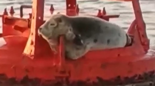 Foca dos mares do norte avistada na Ria Formosa