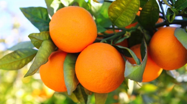 Roubo de laranja algarvia nos campos deixa citricultores preocupados